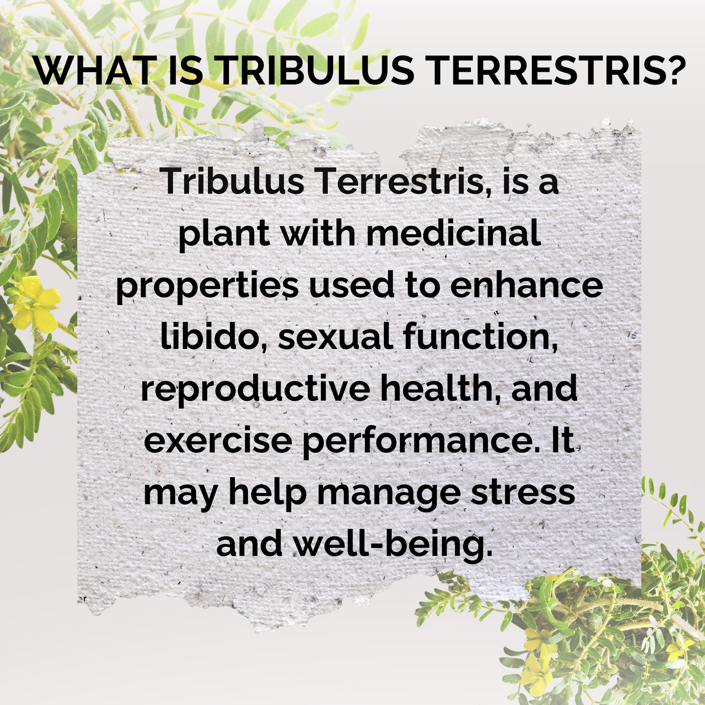 Tribulus Pure